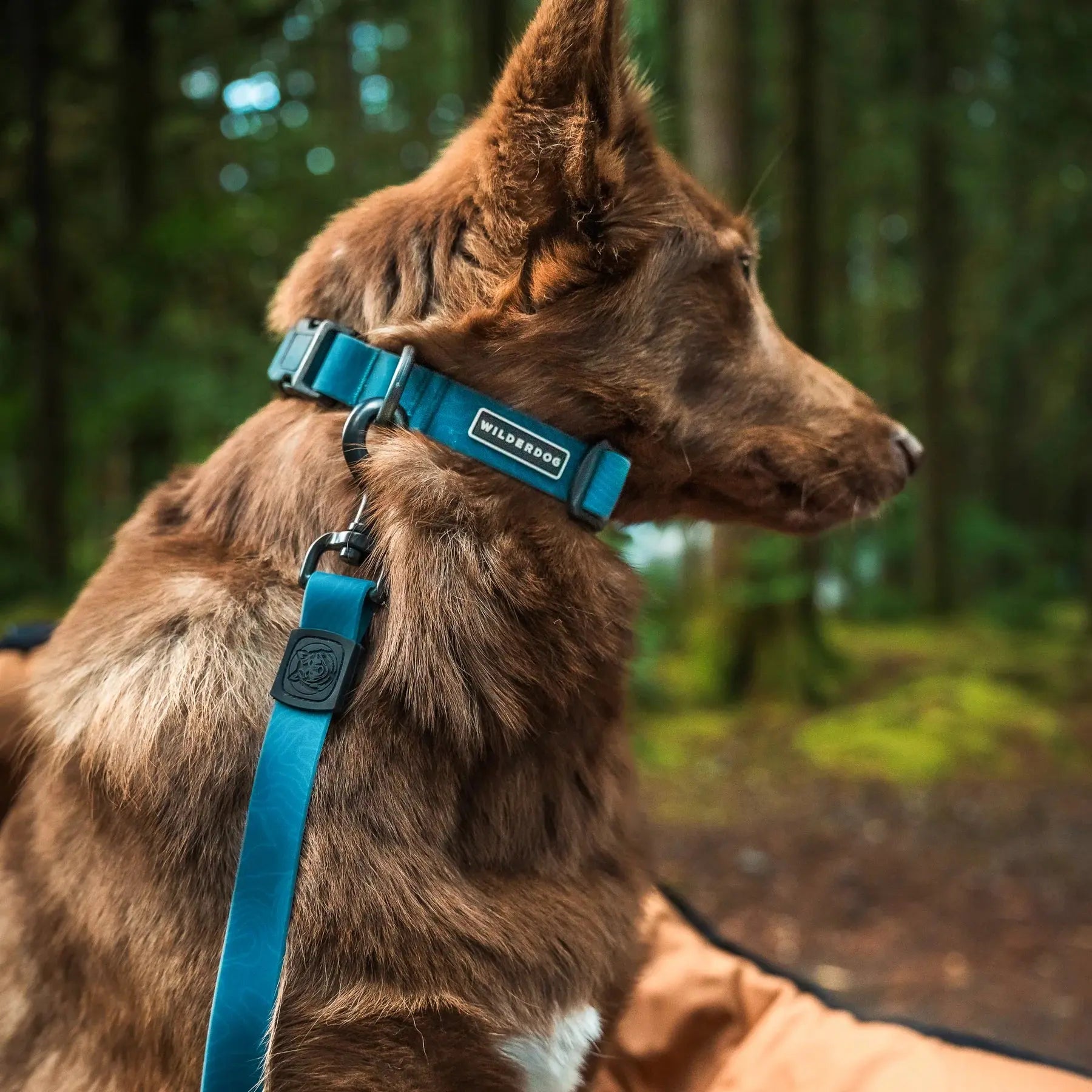 Wilderdog waterproof deals collar