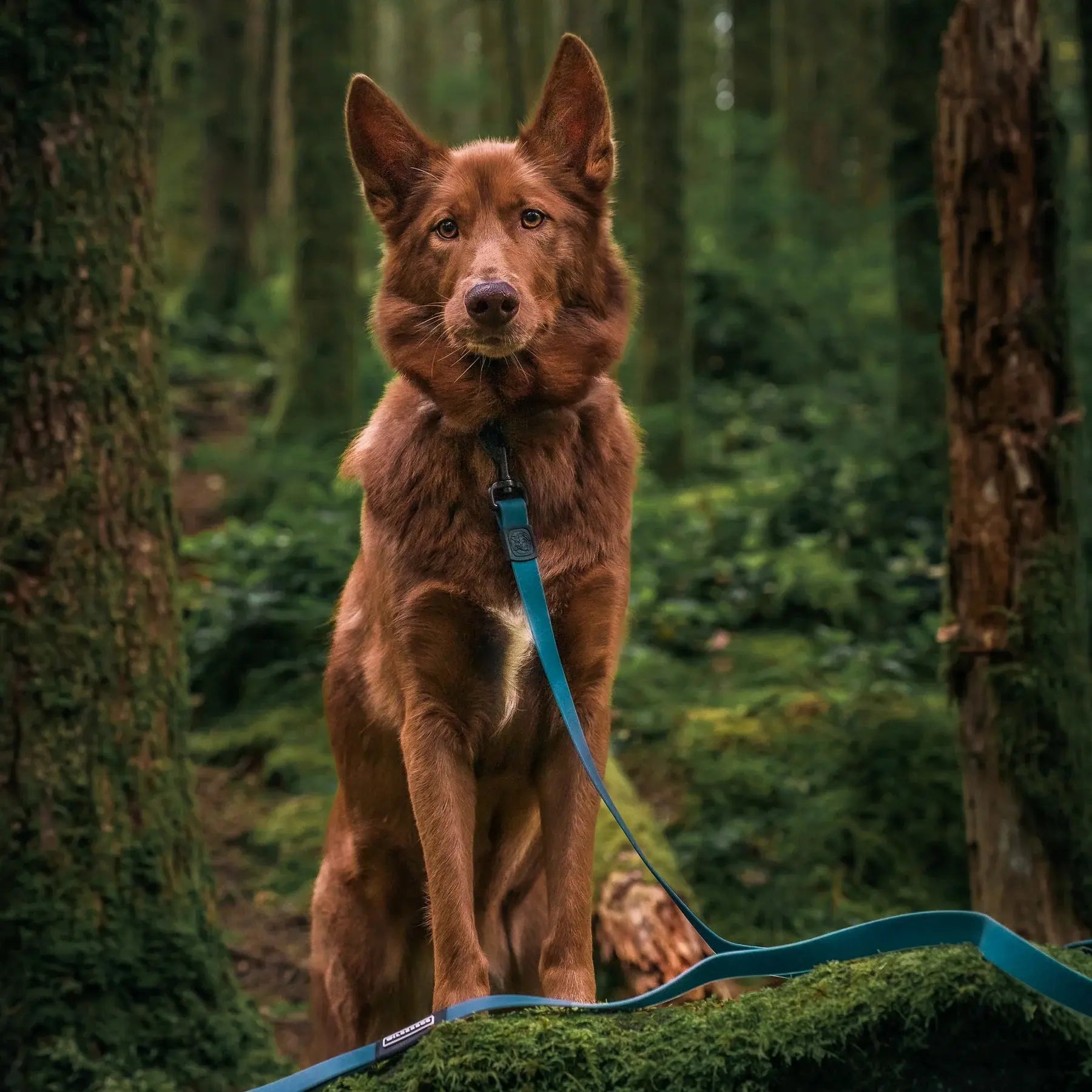 Wilderdog Waterproof Leash Wilderdog