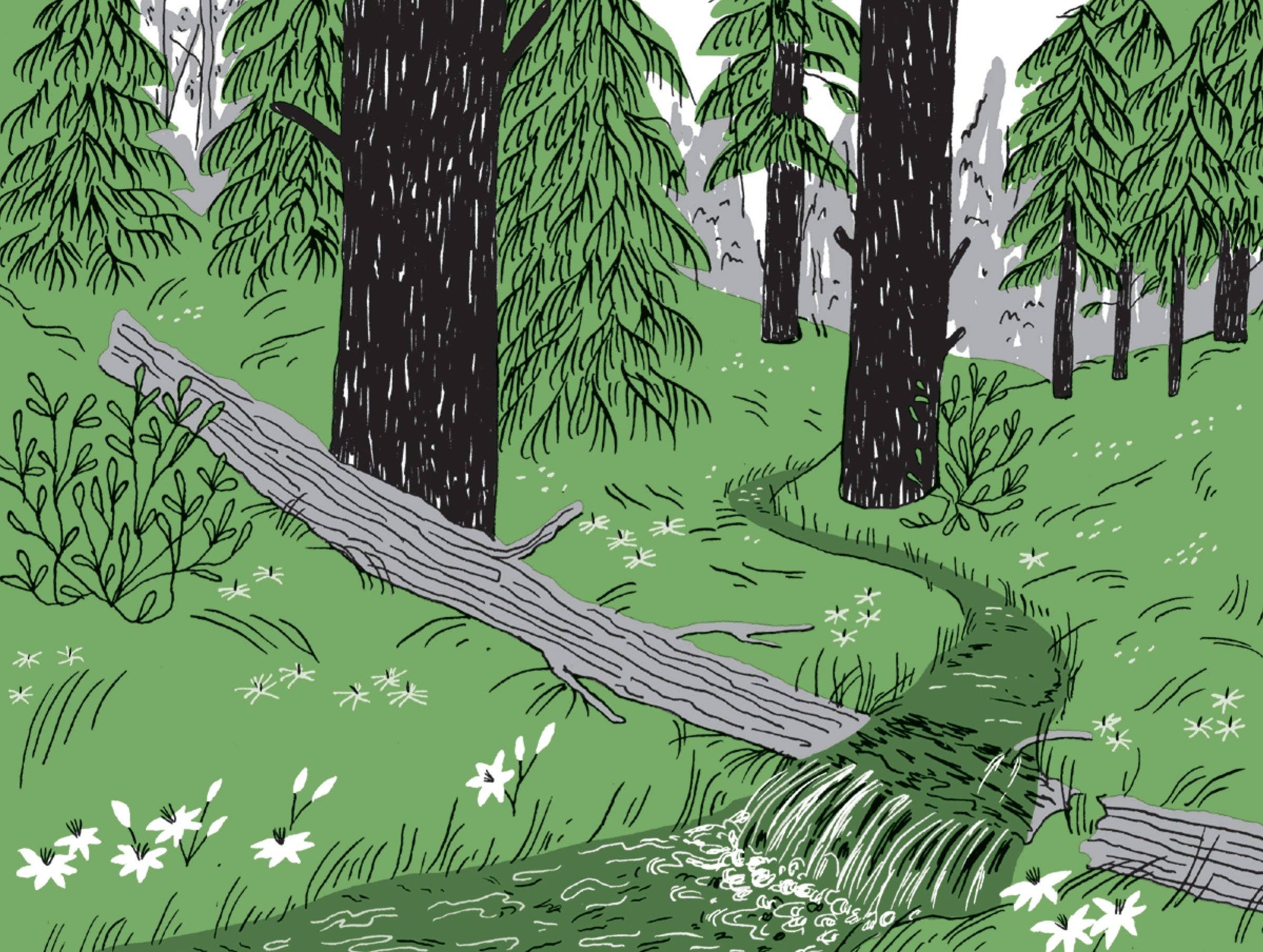 Pocket Nature: Tree Hugging